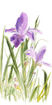 Phillip Anthony Phillip Anthony St. Augustine Iris (SN) (Gallery Wrapped)