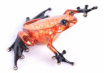 Froglet AP BF241AP by Tim Cotterill